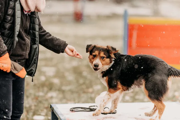 Pies do adopcji, Czartki, 12 stycznia 2024 (2/5)