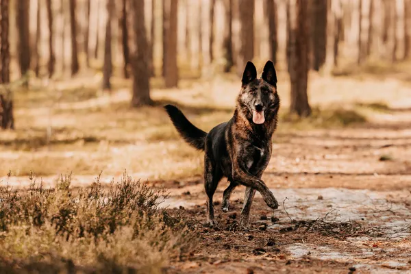 Pies do adopcji, Czartki, 12 stycznia 2024 (2/5)