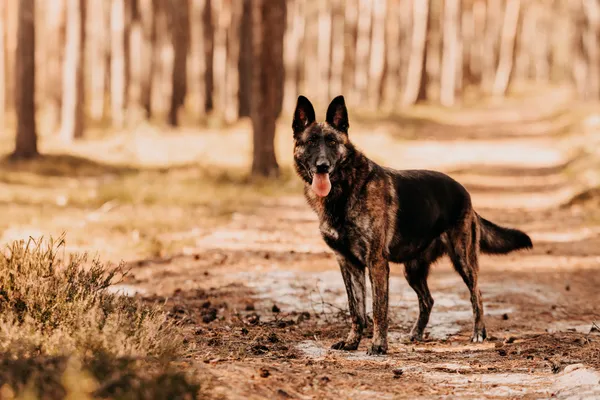 Pies do adopcji, Czartki, 12 stycznia 2024 (4/5)