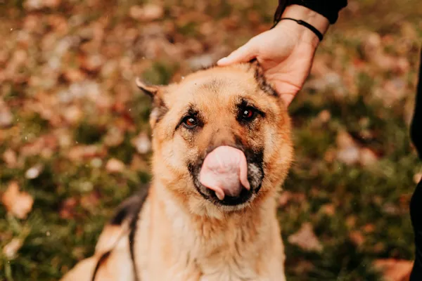 Pies do adopcji, Czartki, 12 stycznia 2024 (4/5)