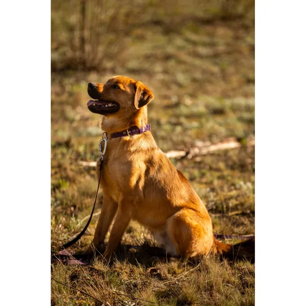 Znaleziono psa, Białystok, 20 grudnia 2023 (1/5)