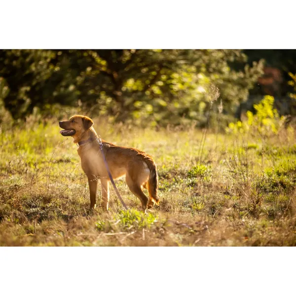 Znaleziono psa, Białystok, 20 grudnia 2023 (2/5)