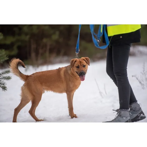 Znaleziono psa, Białystok, 20 grudnia 2023 (4/5)