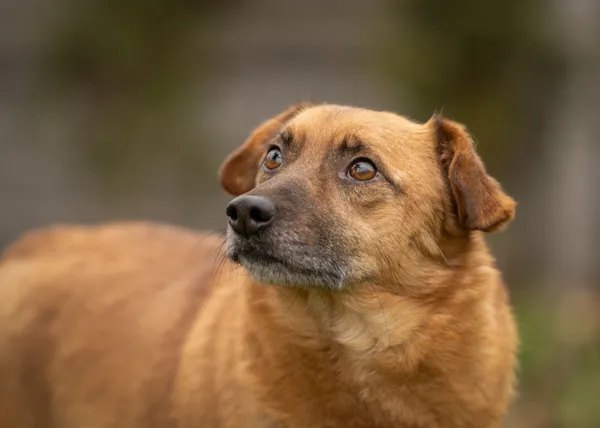 Pies do adopcji, Bełchatów, 24 sierpnia 2023 (2/5)