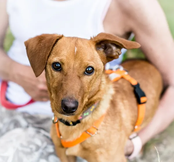 Pies do adopcji, Piła, 28 września 2023 (1/5)