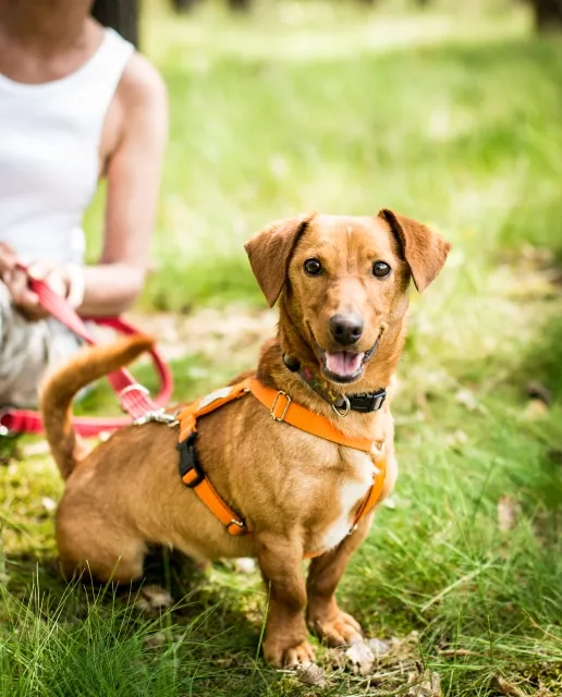 Pies do adopcji, Piła, 28 września 2023 (2/5)