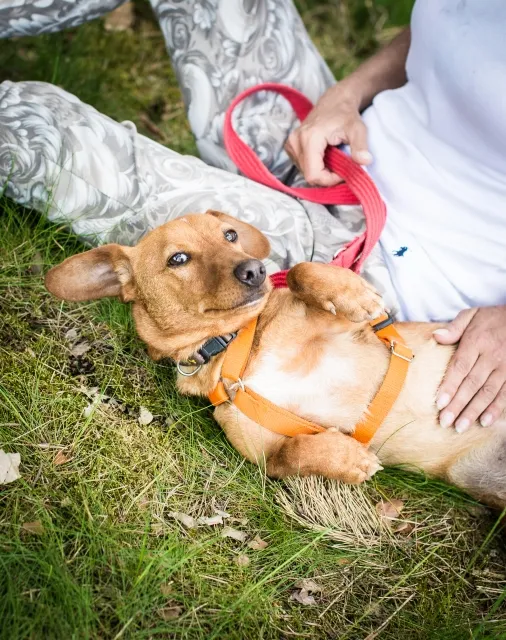 Pies do adopcji, Piła, 28 września 2023 (3/5)