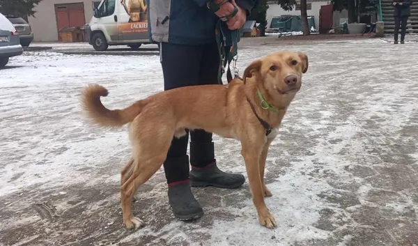 Znaleziono psa, Toruń, 10 stycznia 2024
