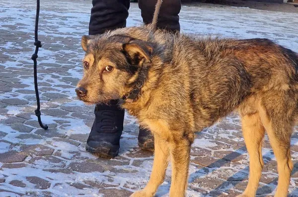 Znaleziono psa, Toruń, 9 stycznia 2024