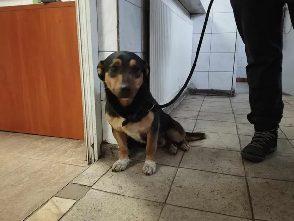 Znaleziono psa, Toruń, 12 stycznia 2024