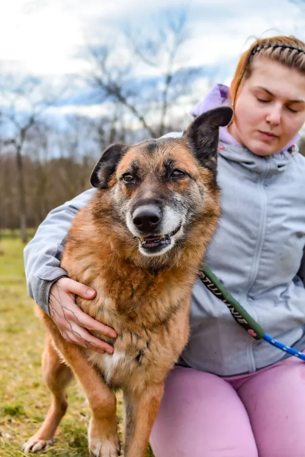 Pies do adopcji, Radom, 8 sierpnia 2025 (1/5)