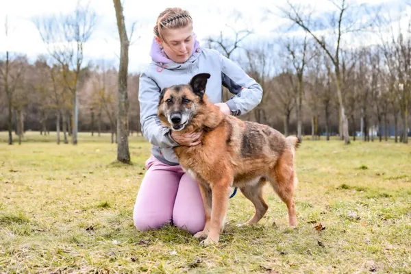 Pies do adopcji, Radom, 8 sierpnia 2025 (3/5)