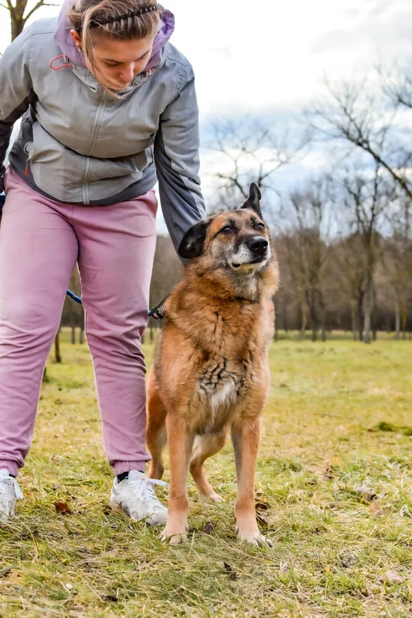 Pies do adopcji, Radom, 8 sierpnia 2025 (4/5)