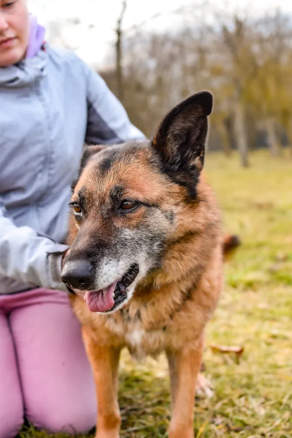 Pies do adopcji, Radom, 8 sierpnia 2025 (5/5)