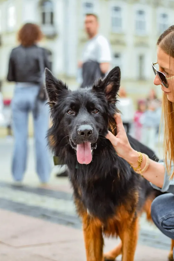 Pies do adopcji, Radom, 4 października 2024 (4/5)