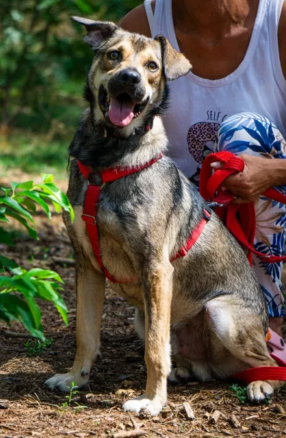 Pies do adopcji, Piła, 18 lipca 2023 (1/5)