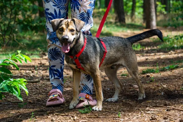 Pies do adopcji, Piła, 18 lipca 2023 (5/5)