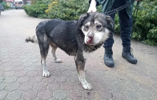 Znaleziono psa, Toruń, 14 stycznia 2024