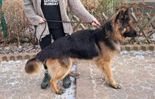 Znaleziono psa, Toruń, 16 stycznia 2024