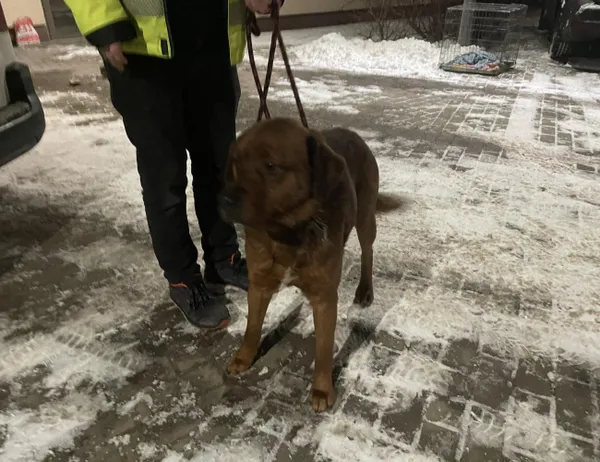 Znaleziono psa, Świdnica, 16 stycznia 2024