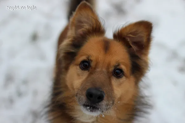 Pies do adopcji, Bydgoszcz, 16 stycznia 2024 (1/5)