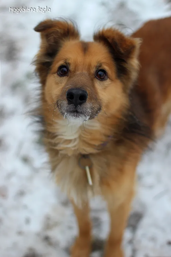 Pies do adopcji, Bydgoszcz, 16 stycznia 2024 (5/5)