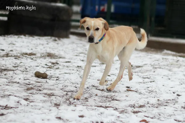 Pies do adopcji, Bydgoszcz, 16 stycznia 2024 (5/5)