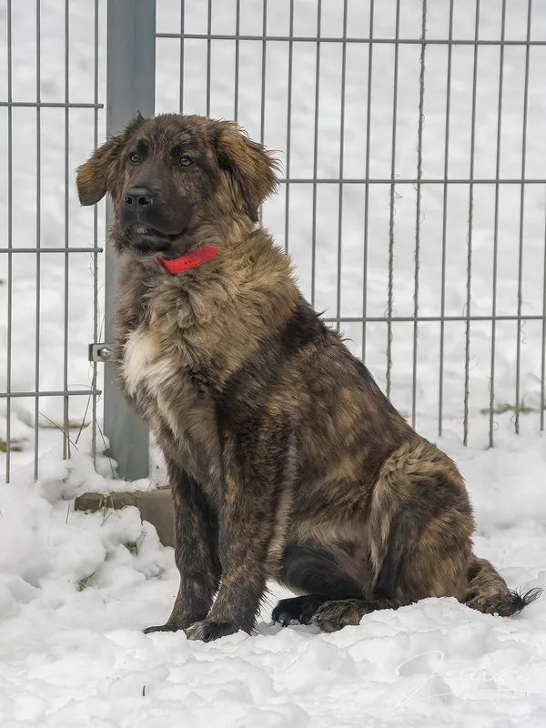 Pies do adopcji, Sopot, 19 stycznia 2024 (2/5)