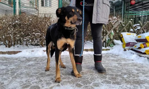 Znaleziono psa, Toruń, 17 stycznia 2024