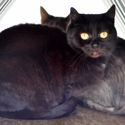 Kot do adopcji, Milanówek, 27 lutego 2024 (2/3)