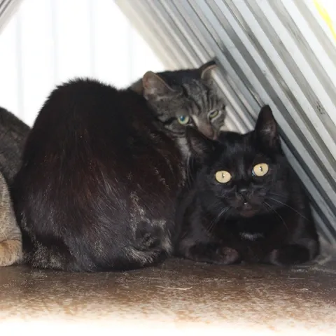 Kot do adopcji, Milanówek, 27 lutego 2024 (3/3)