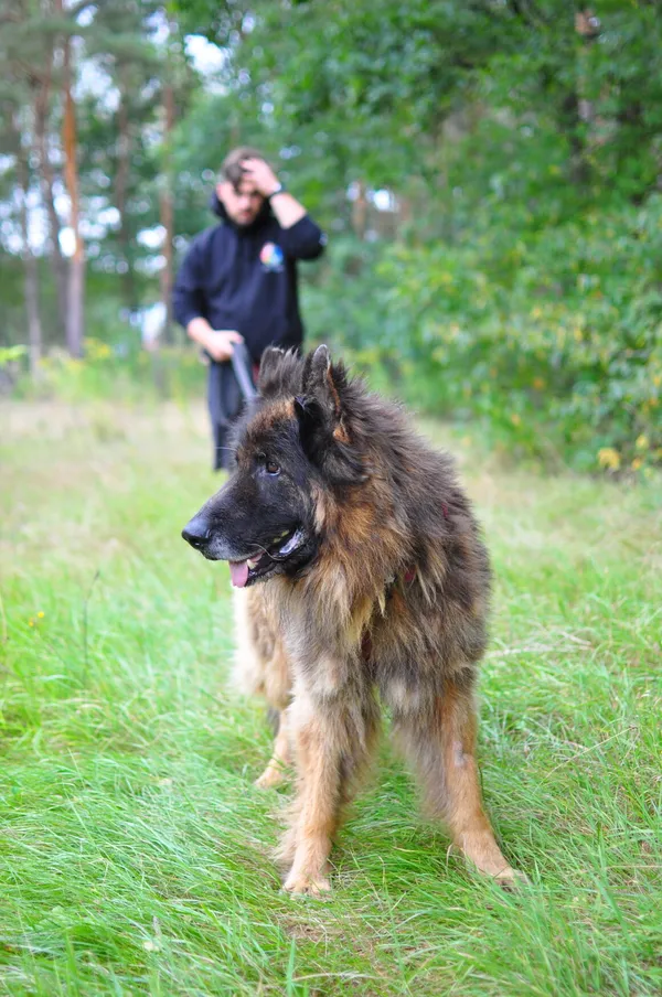 Pies do adopcji, Milanówek, 2 grudnia 2023 (2/4)