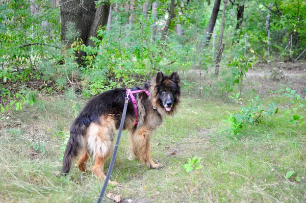 Pies do adopcji, Milanówek, 2 grudnia 2023 (3/4)