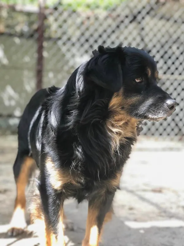 Pies do adopcji, Milanówek, 20 maja 2024 (2/5)