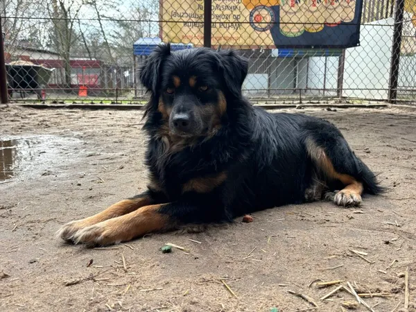 Pies do adopcji, Milanówek, 20 maja 2024 (4/5)