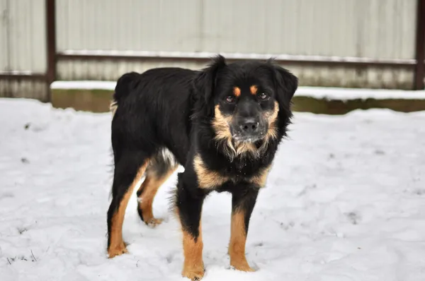 Pies do adopcji, Milanówek, 20 maja 2024 (5/5)