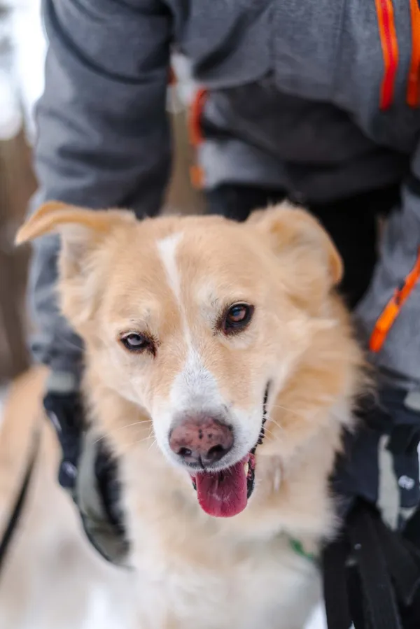 Pies do adopcji, Milanówek, 10 lutego 2024 (4/5)