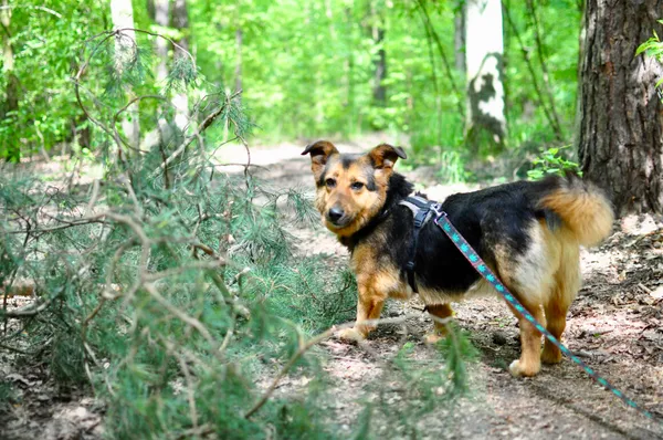 Pies do adopcji, Milanówek, 27 maja 2024 (1/5)