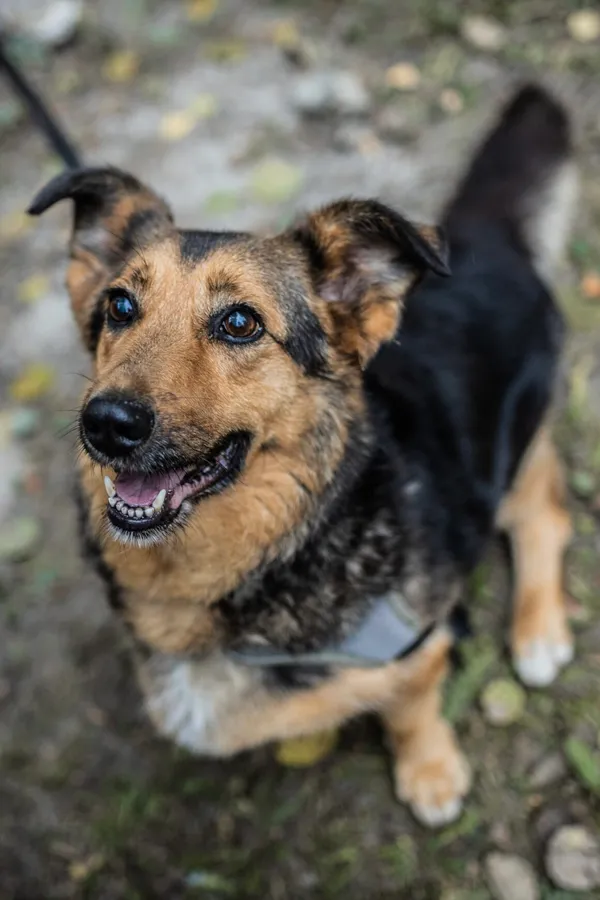 Pies do adopcji, Milanówek, 27 maja 2024 (5/5)