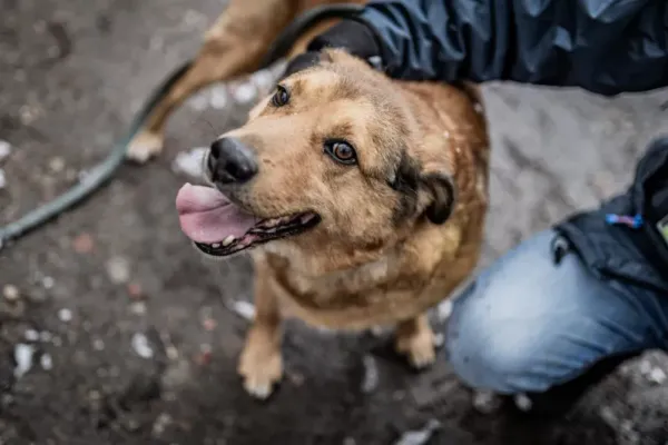 Pies do adopcji, Milanówek, 11 lutego 2024 (3/5)