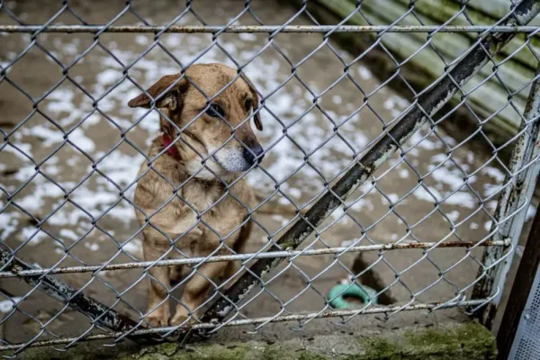 Pies do adopcji, Milanówek, 12 lutego 2024 (1/3)