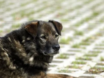 Pies do adopcji, Pabianice, 25 grudnia 2020 (2/3)