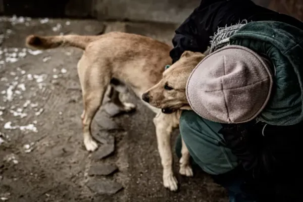 Pies do adopcji, Milanówek, 14 stycznia 2024 (4/5)