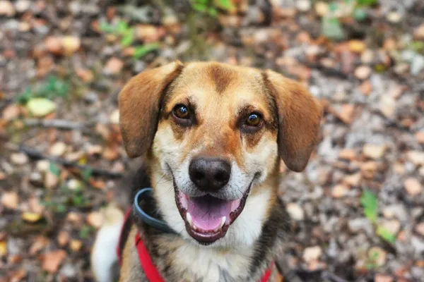 Pies do adopcji, Milanówek, 2 września 2024 (1/5)