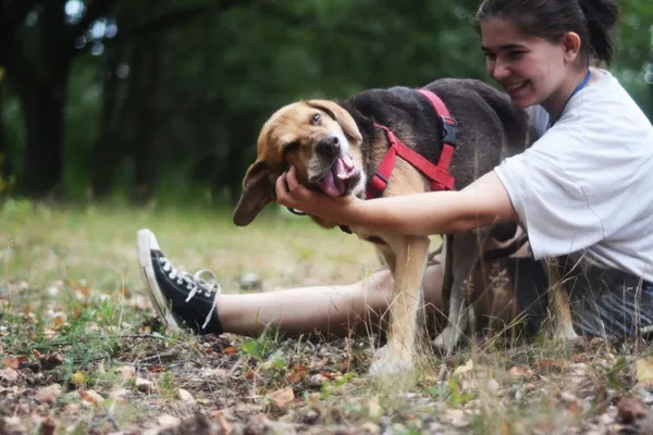 Pies do adopcji, Milanówek, 2 września 2024 (2/5)