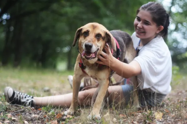 Pies do adopcji, Milanówek, 2 września 2024 (3/5)