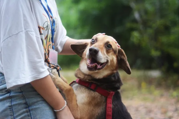 Pies do adopcji, Milanówek, 2 września 2024 (4/5)