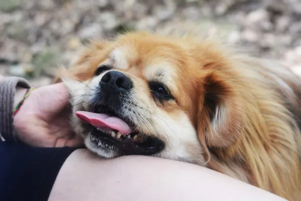 Pies do adopcji, Milanówek, 26 maja 2024 (1/5)