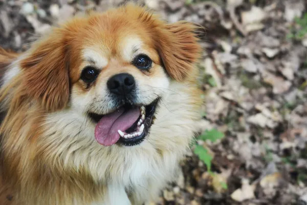 Pies do adopcji, Milanówek, 26 maja 2024 (2/5)