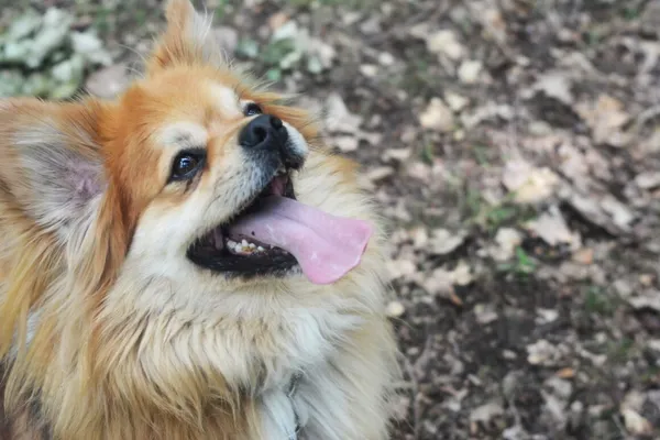 Pies do adopcji, Milanówek, 26 maja 2024 (3/5)